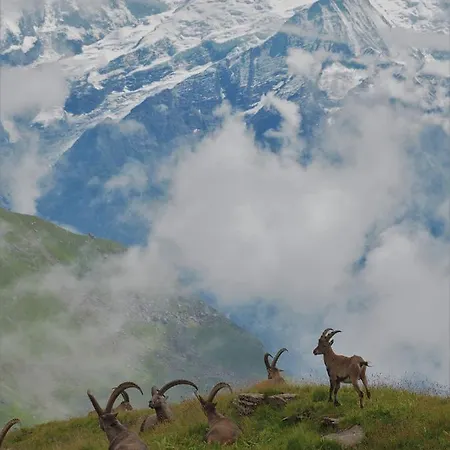 Arpitan - Arpitan 2 - Grand Massif Bed & Breakfast Les Carroz d'Araches